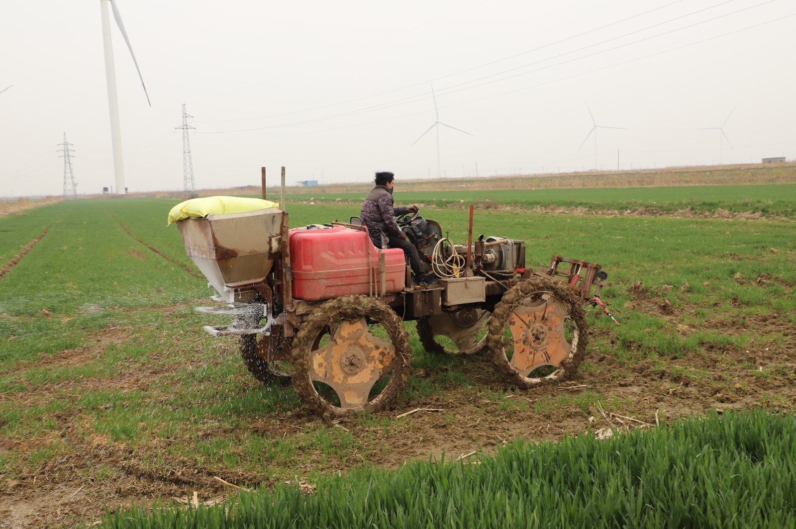 農(nóng)田小麥撒化肥.JPG